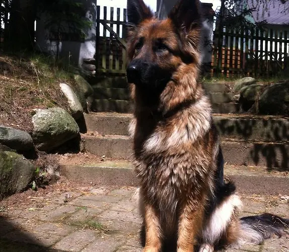 Дом отдыха Rosa *